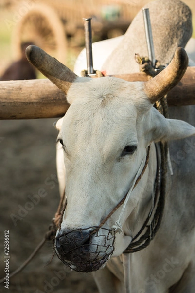 Fototapeta close up of face ox in myanmar