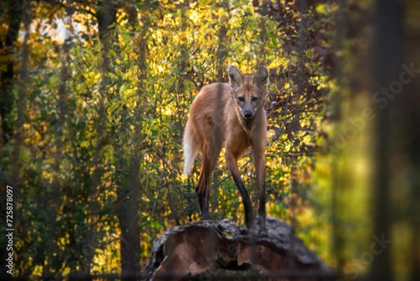 Fototapeta An autumnal photo of maned wolf behind a fence. Also known as Chrysocyon brachyurus.