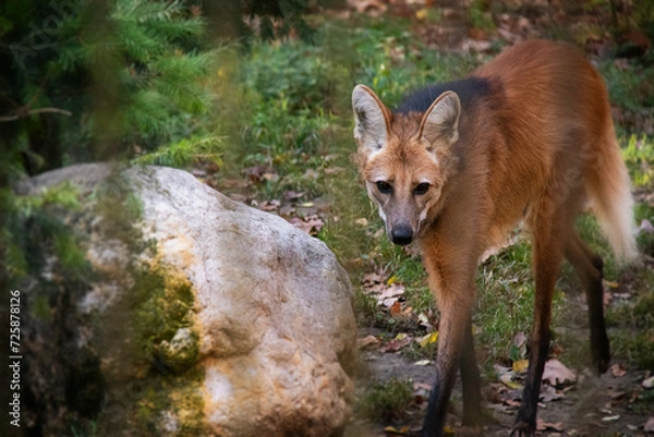 Fototapeta An autumnal photo of maned wolf behind a fence. Also known as Chrysocyon brachyurus.