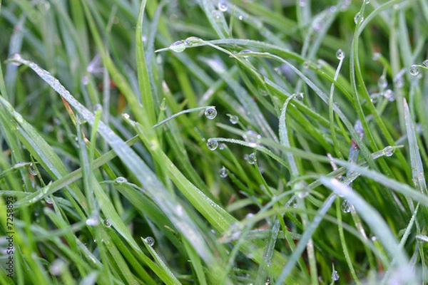Fototapeta Grass in dew. A vegetative background.