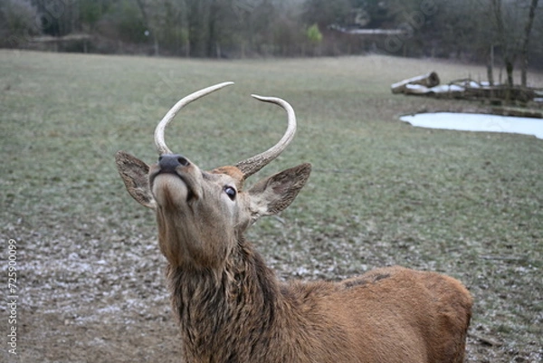 Obraz Young deer in with small antler in winter