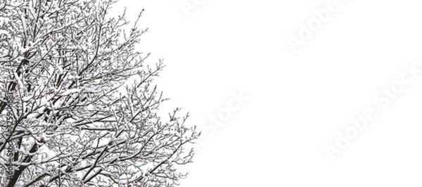 Fototapeta winter tree in snow against the sky. copyspace banner