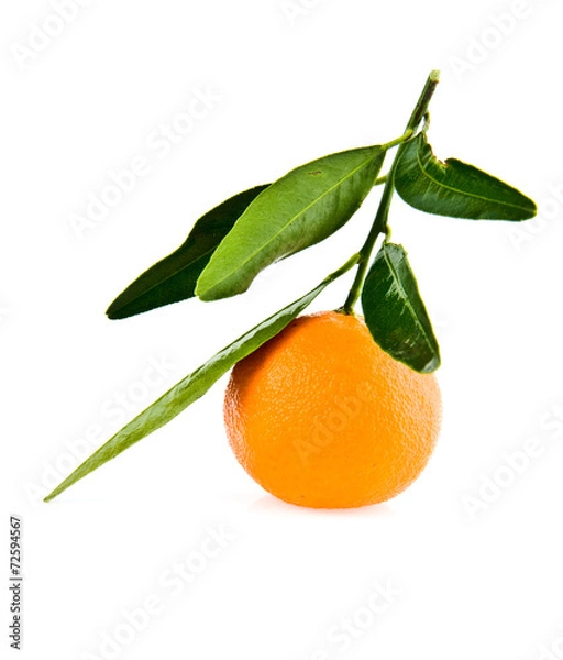 Fototapeta mandarines