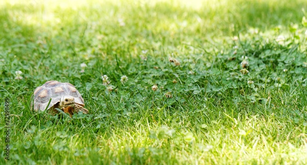 Fototapeta Little turtle