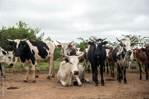 Fototapeta Nguni Cattle