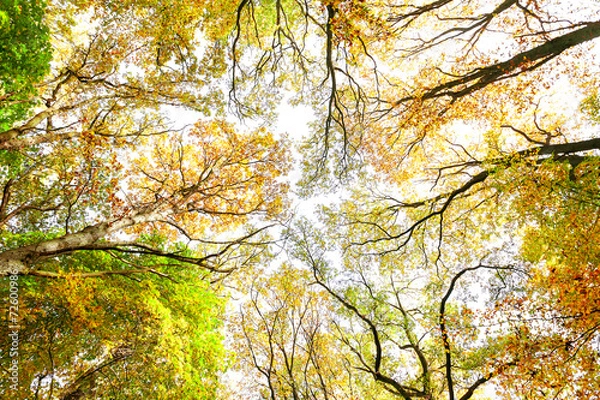 Fototapeta Looking up through autumn trees, nature background.