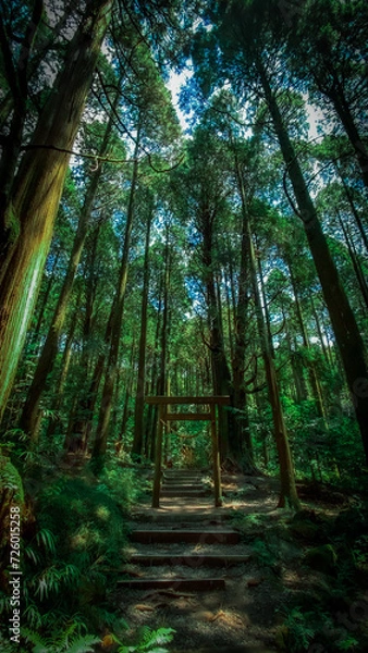 Fototapeta 神秘的な森