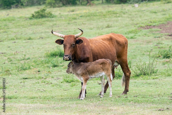 Fototapeta Nguni Cattle