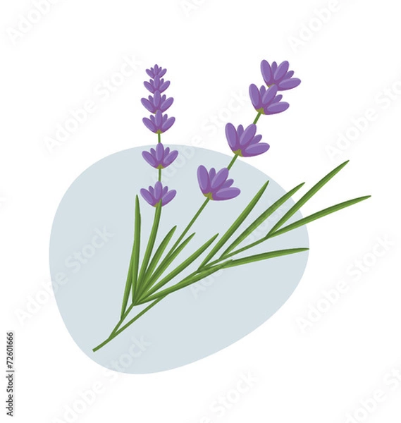 Obraz Lavender flowers