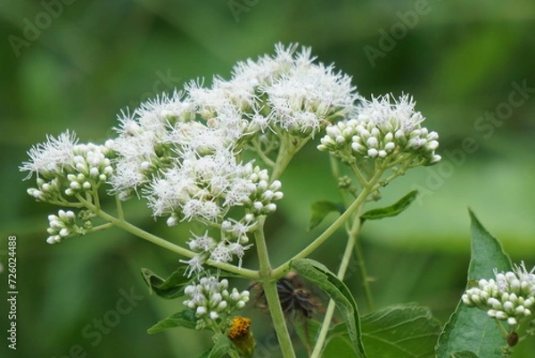 Obraz Eupatorium perfoliatum (boneset, boneset, agueweed, feverwort, sweating plant). This plant applied extracts for fever and common colds