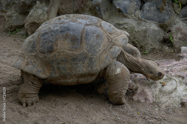 Fototapeta galapagos turtle