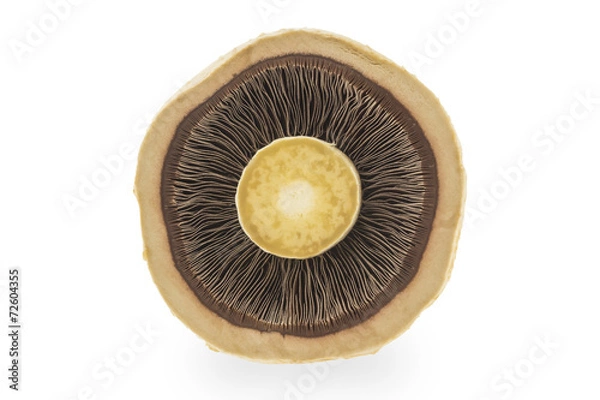Obraz Slice mushroom on white background