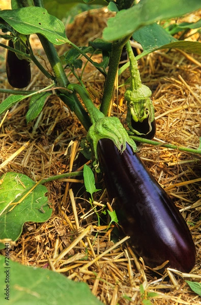 Fototapeta AUBERGINE