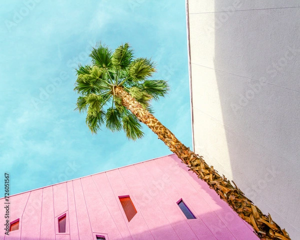 Obraz A palm tree in a corner of pink and white walls