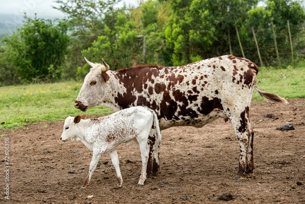 Fototapeta Nguni Cattle