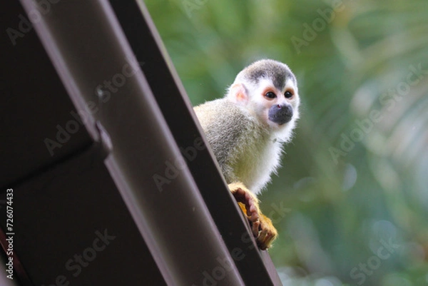 Obraz Grey Crowned Central American Squirrel Monkey, Mono Titi, red-backed squirrel monkey, on roof, Manuel Antonio, Costa Rica 