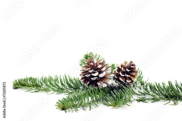 Obraz Tannenzapfen