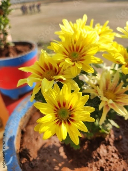 Fototapeta Gazania Ringen