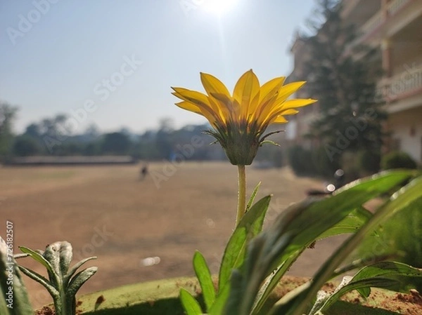 Obraz Gazania Ringen