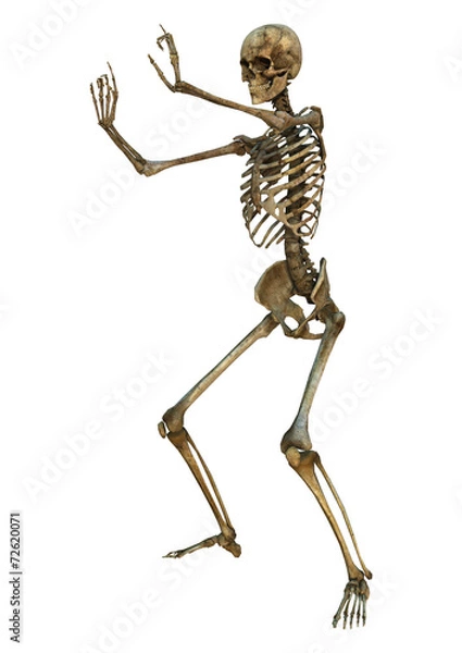 Fototapeta Human Skeleton