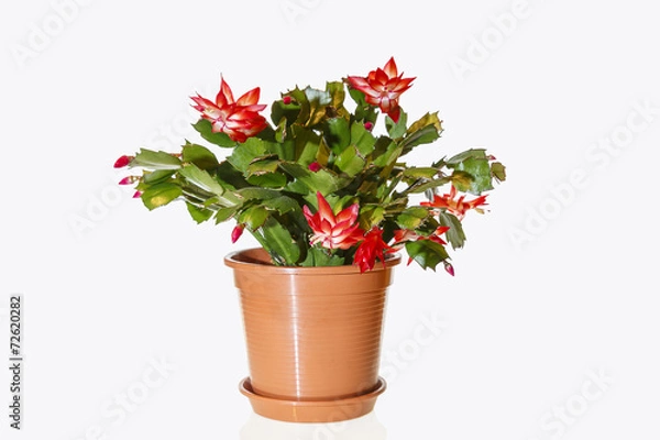 Obraz Blühender Weihnachtskaktus