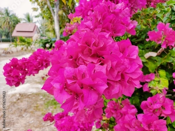 Obraz pink flowers in a garden