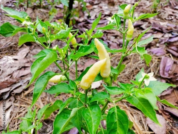 Obraz green lizard on a branch