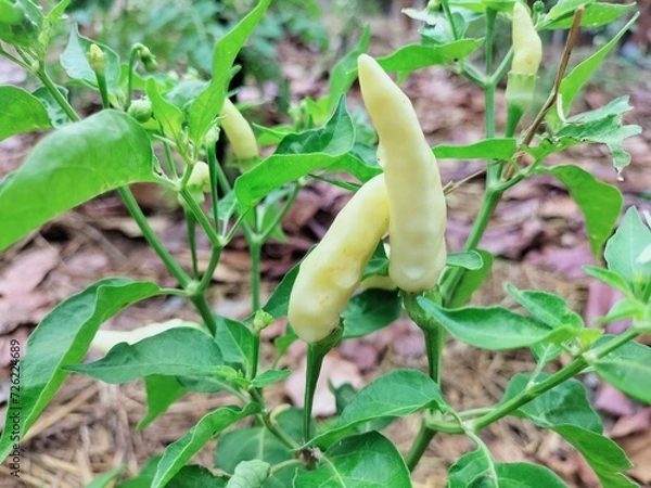 Obraz green bean sprouts