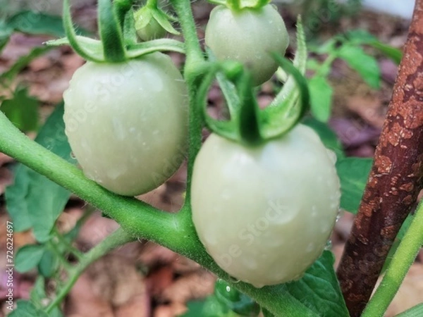 Obraz tomato in the garden
