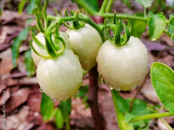 Obraz vegetable in my garden 