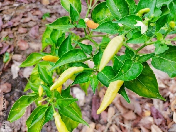Obraz beans in the garden