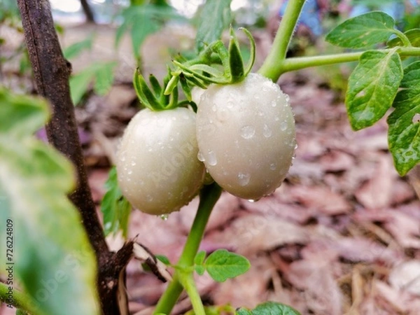 Obraz green bean sprouts