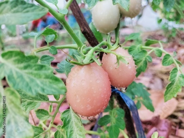 Obraz beetroot growing in the garden