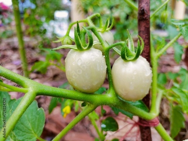 Obraz vegetable in garden