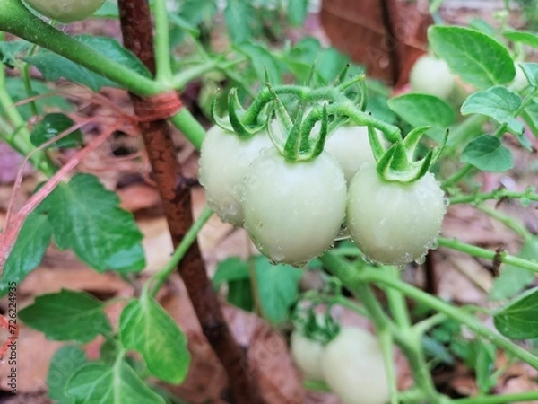 Obraz vegetables in the garden