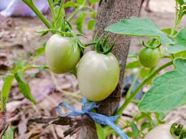Obraz green tomatoes on the vine