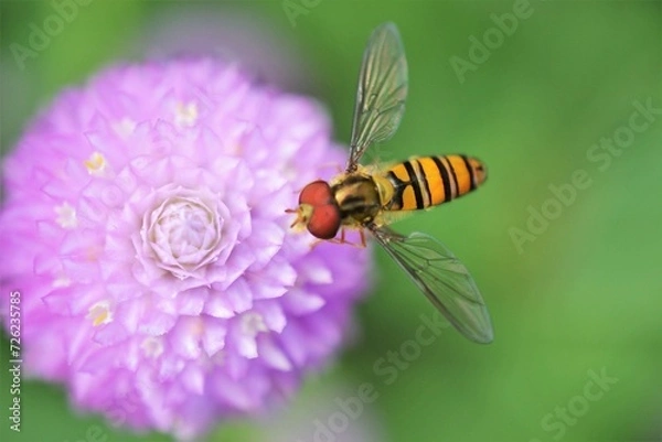 Fototapeta 千日草の花に止まっているハナアブです。