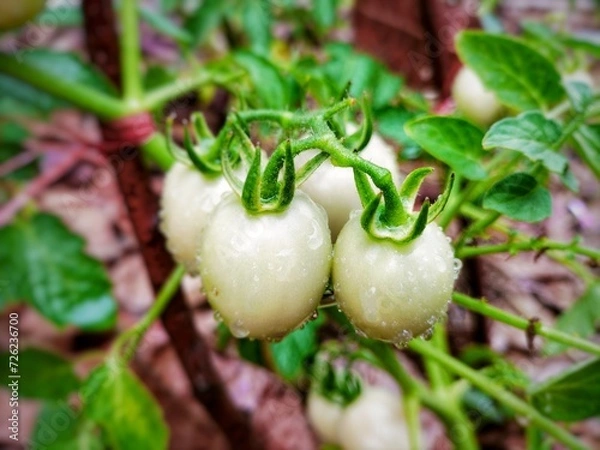 Obraz hand holding a tomato