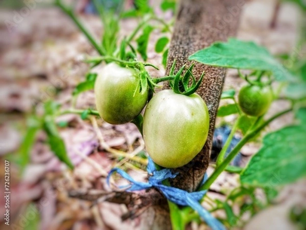 Fototapeta acorns on a branch