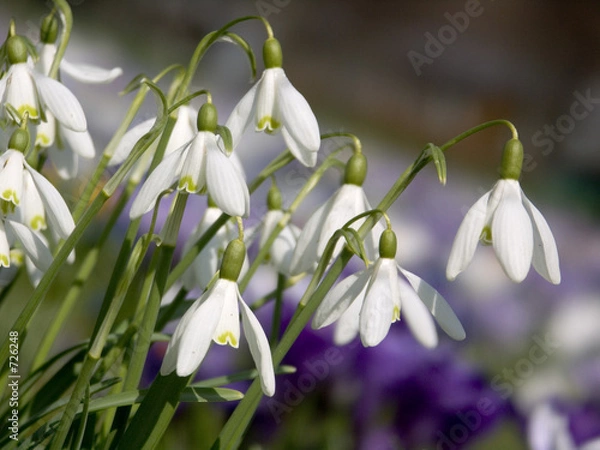 Fototapeta frühlingsblumen