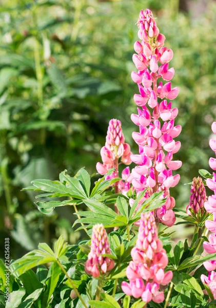 Fototapeta Blooming macro lupine flower. Lupinus, lupin, lupine field with pink purple flower. Bunch of lupines summer flower background. A field of lupines. Violet spring and summer flower