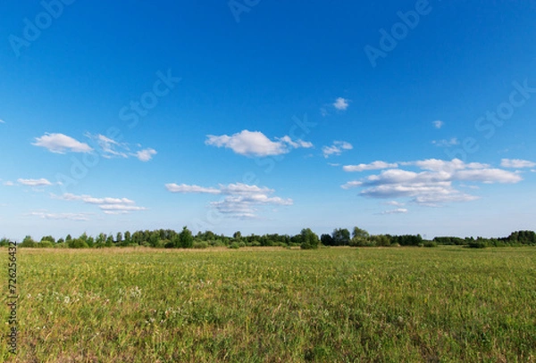 Fototapeta Beautiful, typical, rustic, summer landscape. Field with green grass, trees and bushes in the background. Blue sky with white clouds. Plain.