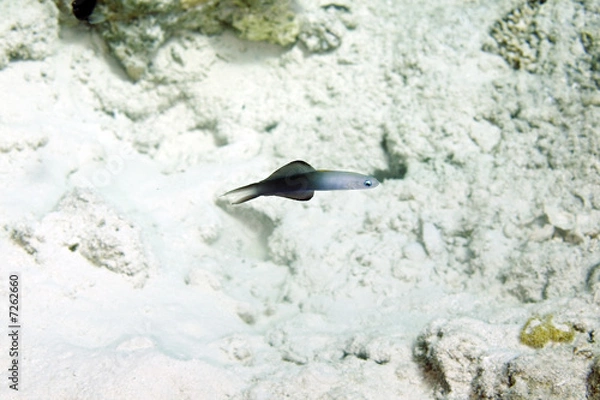 Fototapeta blackfin dartfish (ptereleotris evides)