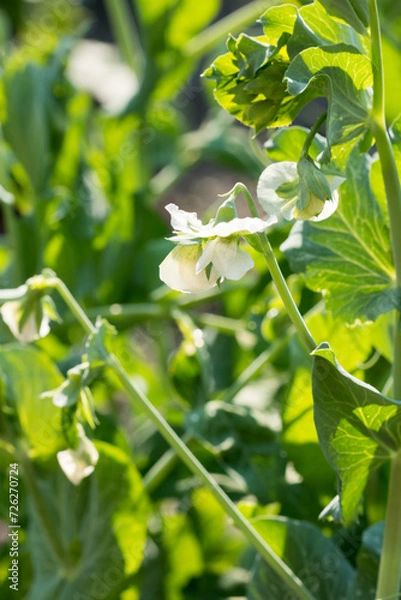 Fototapeta Small white pea flowers on a green background of leaves and stems in a summer, sunny garden. Against the light.