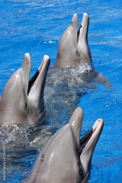 Obraz SWEET SMILING FISH