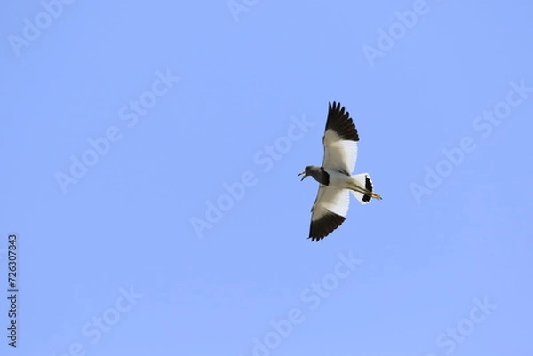 Obraz 空を飛んでいるケリ