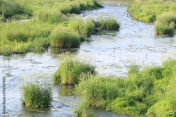 Obraz 草が沢山生えている夕方の川