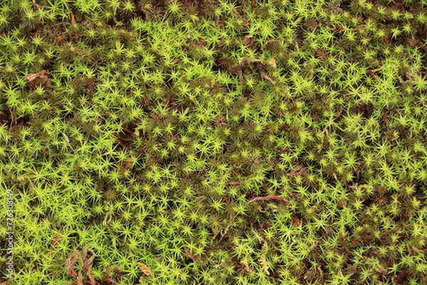 Fototapeta 苔