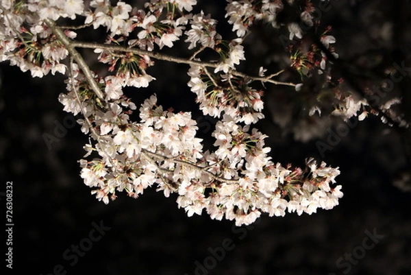 Fototapeta 部分の桜のライトアップ