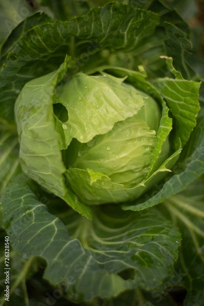 Obraz cabbage in the garden